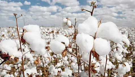 远赴新疆！辽宁完成36万吨新疆棉花公证检验